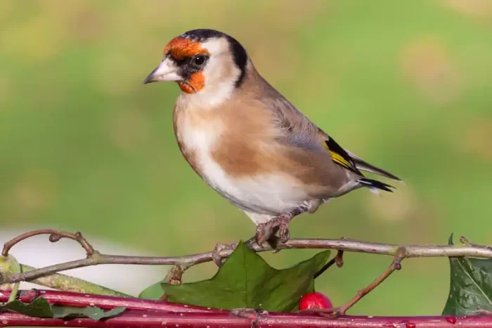 A Wild Goldfinch