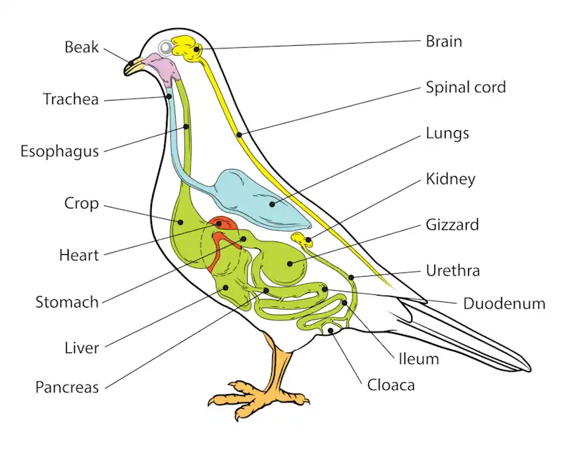 A Bird's Digestive System