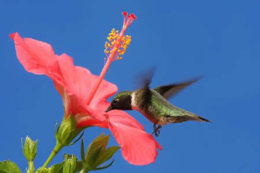 A Hummingbird Feeding
