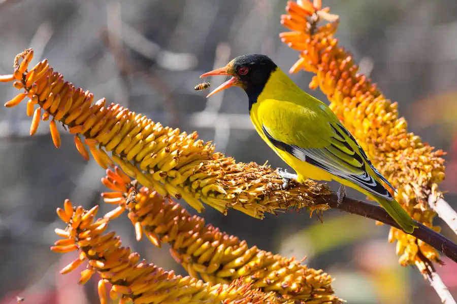Black-header Oriole catching a Bee to Eat