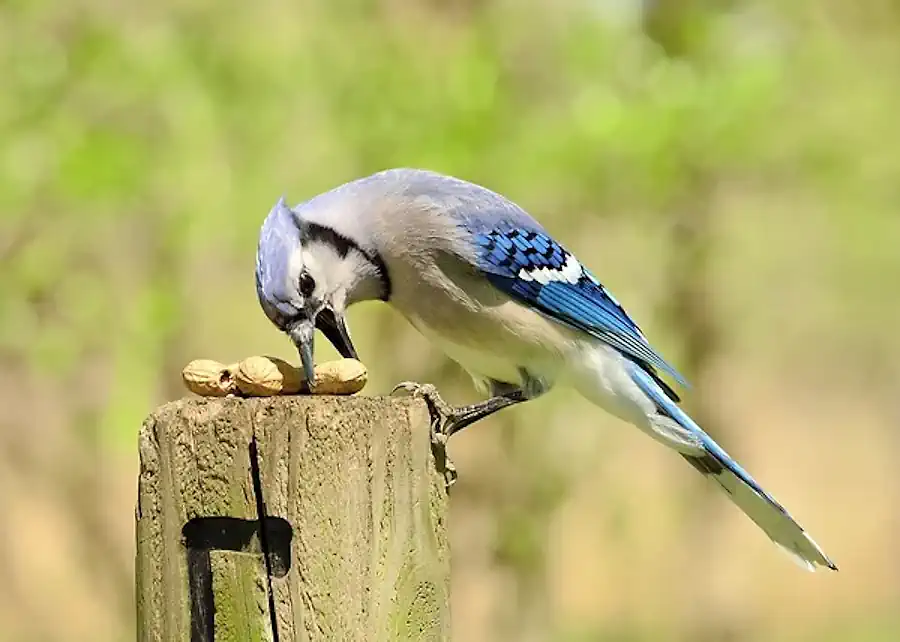 A Bluejay Eating Peanuts