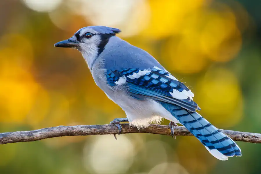A Bluejay Perched on a Branch