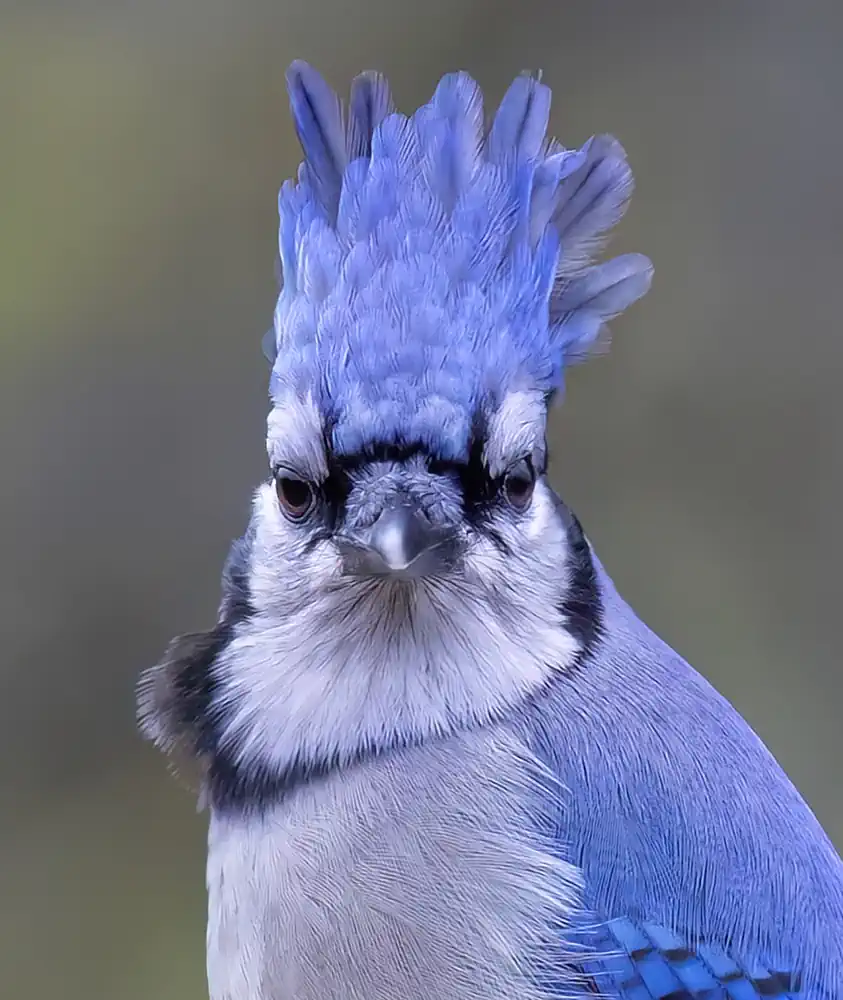 Bluejay with a Raised Crest