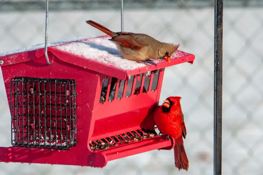 Cardinals at a Birdfeeder