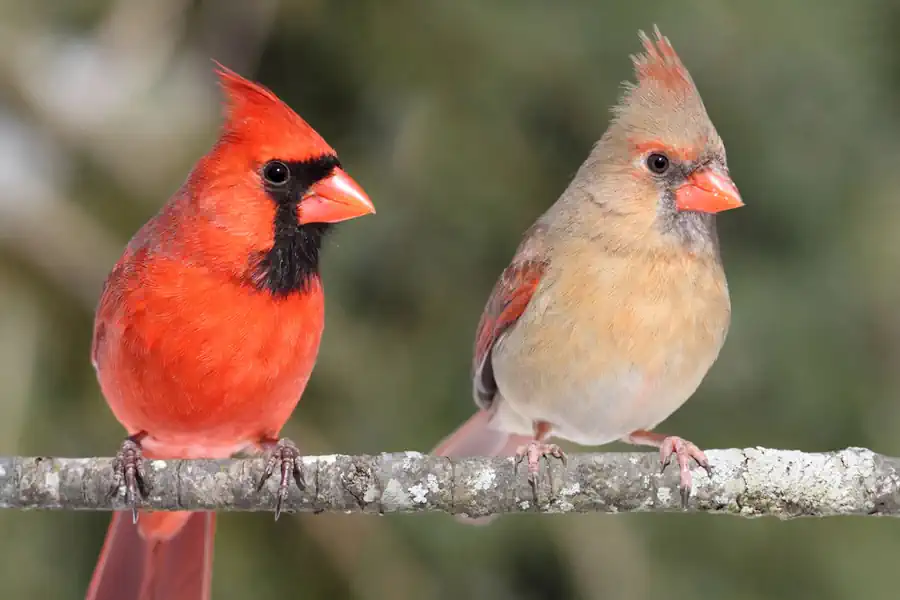 Male and Female Cardinals