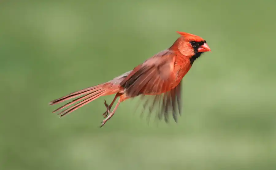 Migrating Northern Cardinal
