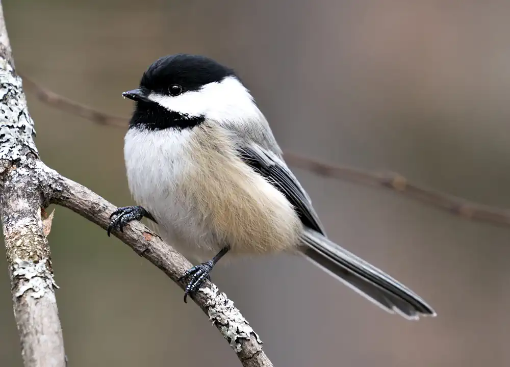 Black-Capped Chicadee