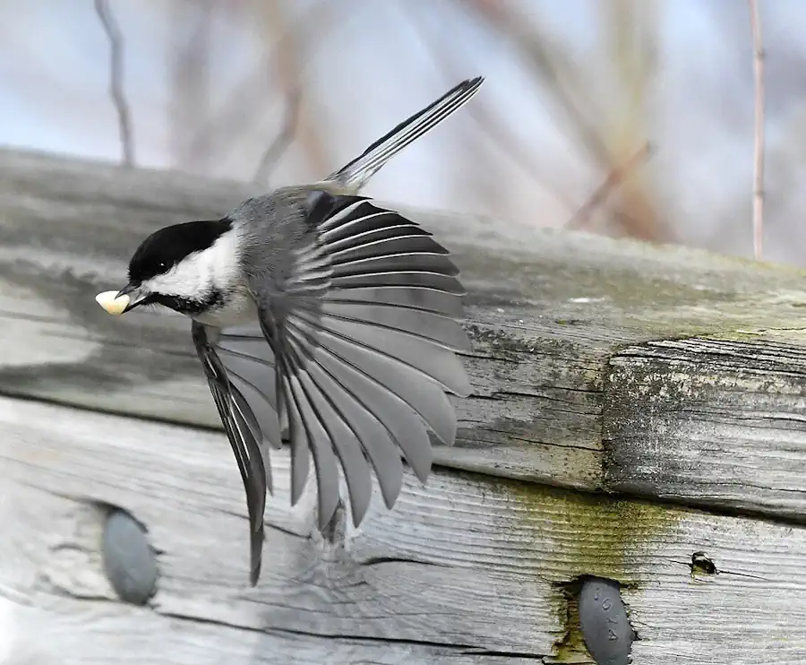 Black-Capped Chickadee in Flight with Food