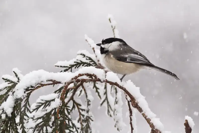 Black Capped Chickadee in Winter