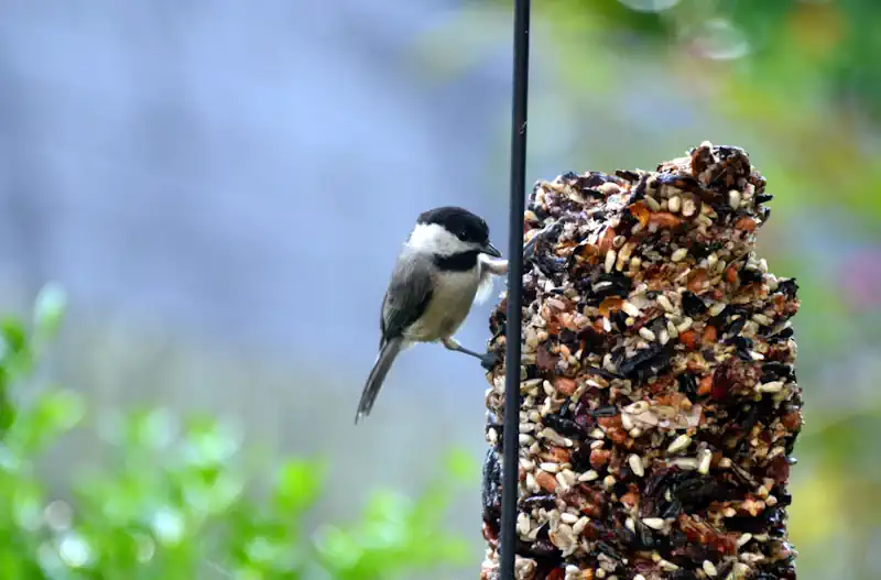 Chickadee Eating Suet