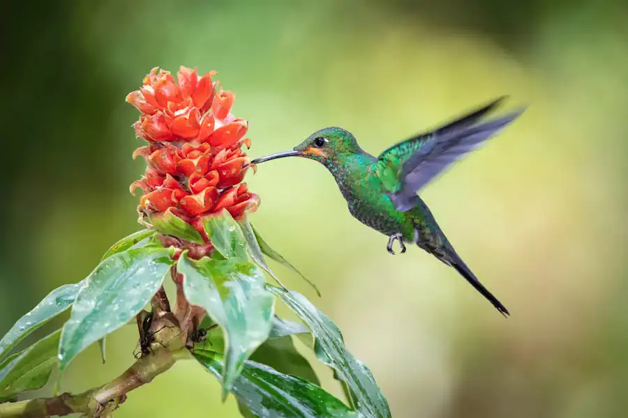 Hummingbird Feeding on Nectar