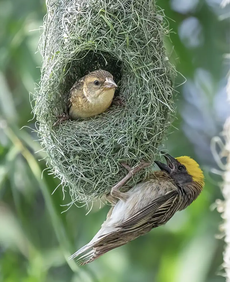 Baya Weaver