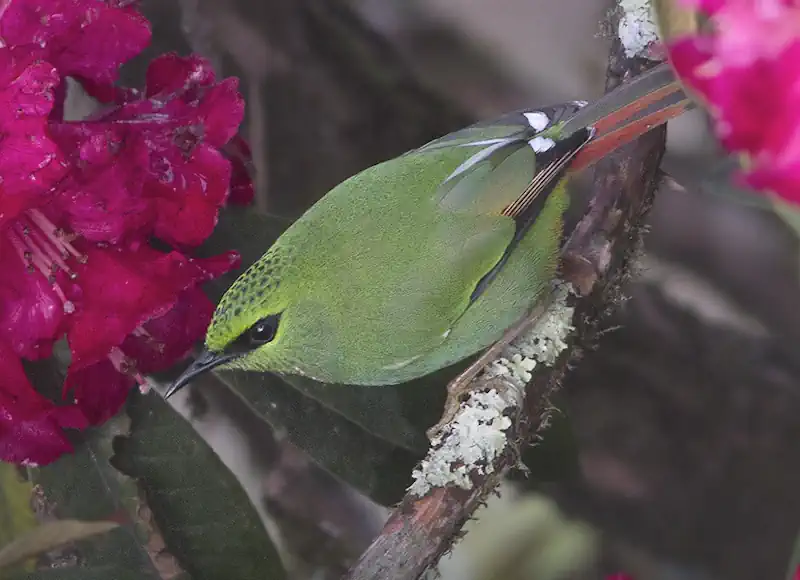 Fire-tailed Myzornis