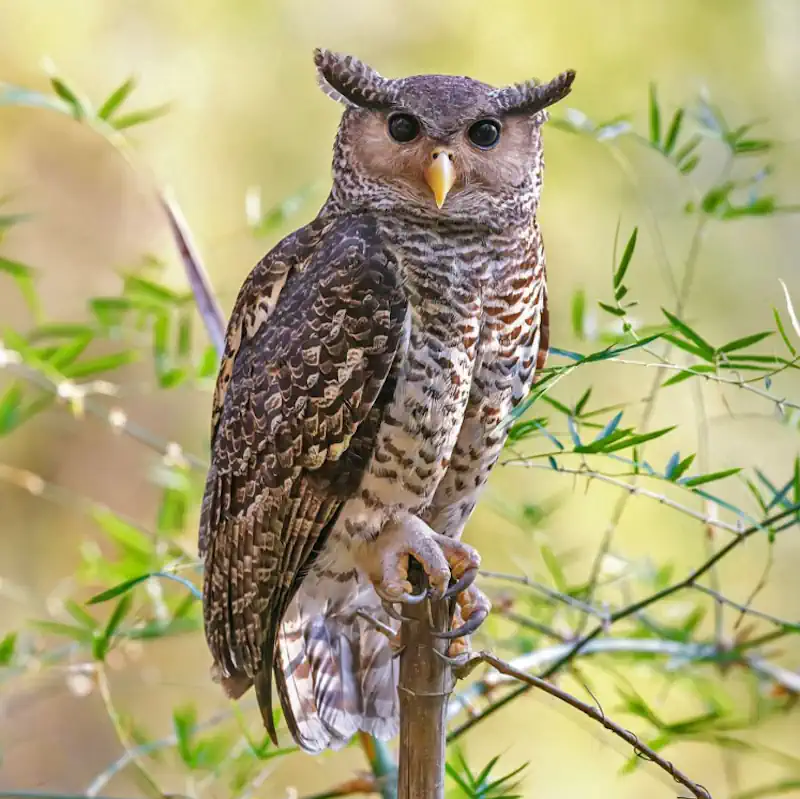 The Spot-bellied Eagle Owl